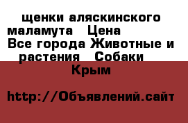 щенки аляскинского маламута › Цена ­ 20 000 - Все города Животные и растения » Собаки   . Крым